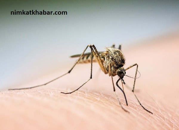 درمان خانگی خارش نیش حشرات با مواد در دسترس