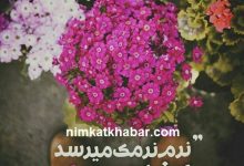 متن تبریک فرا رسیدن عید نوروز و شادباش شروع روزهای زیبای بهاری متن تبریک فرا رسیدن عید نورور و شادباش شروع روزهای زیبای بهاری