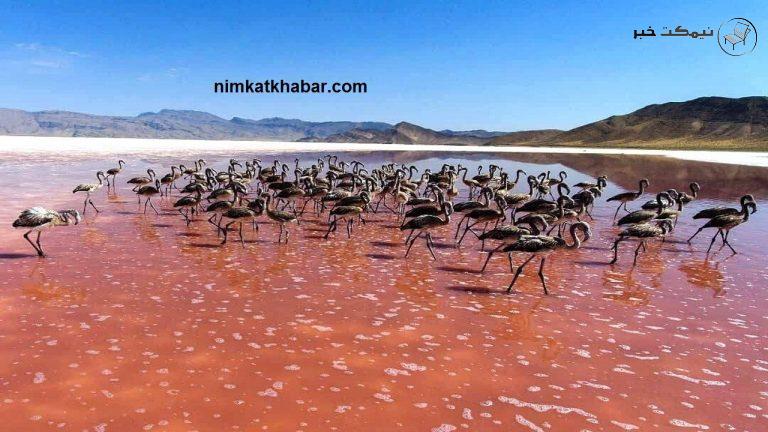 انتظار مرگ برای هزاران جوجه فلامینگو در تالاب بختگان به دلیل بی آبی