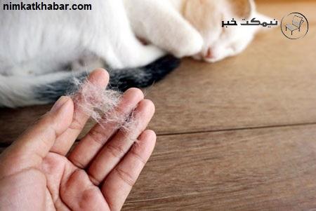 نحوه پاک کردن موی حیوانات خانگی از سطوح مختلف به روش ساده و آسان