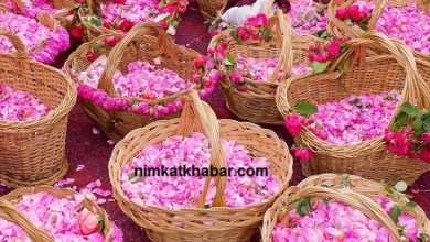 مضرات و خواص گلاب برای کودکان و اطلاعاتی درباره مصرف گلاب برای آن ها