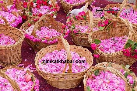 مضرات و خواص گلاب برای کودکان و اطلاعاتی درباره مصرف گلاب برای آن ها