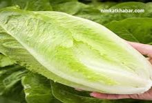 بهترین روش های تازه ماندن کاهو + نحوه شستن کاهو به شیوه صحیح