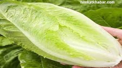 بهترین روش های تازه ماندن کاهو + نحوه شستن کاهو به شیوه صحیح