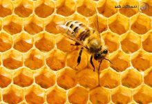 فواید موم زنبور عسل