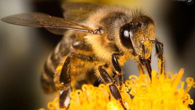 دستگاه استخراج زهر زنبور عسل