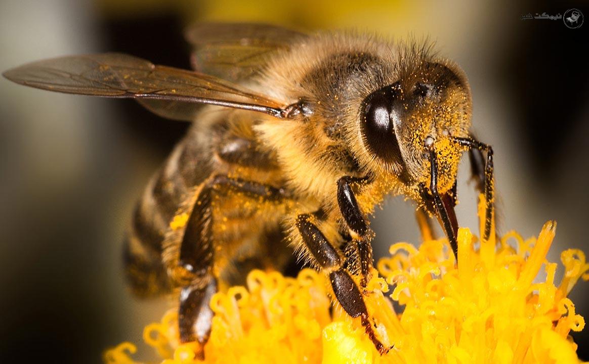 دستگاه استخراج زهر زنبور عسل