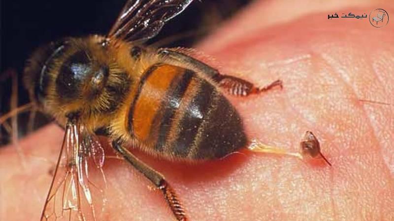 فواید و مضرات نیش زنبور 