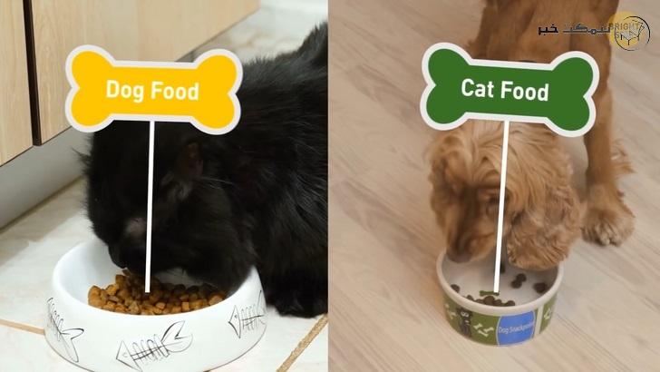 خوراکی سگ و گربه 