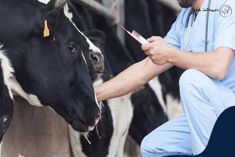 تغییر ژنتیک گاو توسط مهندسین ژنتیک برای تولید کمتر گاز متان