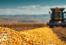 تجارت دانه کیهان