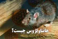 هانتا ویروس چیست و چگونه منتقل میشود